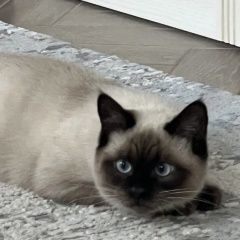 ����: ������� ����� ������� ����� ������� ��� ���� ������ � �. ������