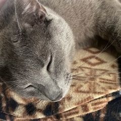 ����: ������� ����� ������� ������� ����� ������� ��� �������� ��� �����-��������� � �. �����-���������