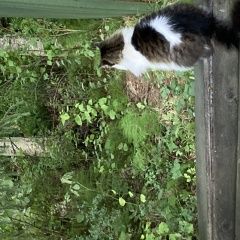 ����: ������� �����  ������� ��� - �������, �������� �����-��������� � �. �����-���������