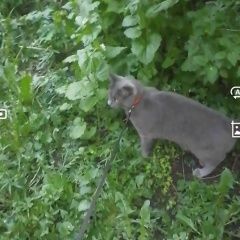 ����: ������� ����� ������� ������� ����� ������� ��� ������� ������� ���. �����-��������� � �. �����-���������
