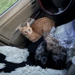 ����: ������� �����  ������� ��� ���� ����� ������� � �. ����� �������