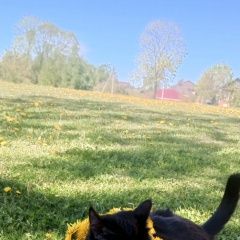 ����: ������� �����  �������� ����� ������ �������������� ������ � �. ������
