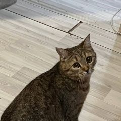 ����: ������� �����  �������� ����� �������, ����� ����. ������� � �. �������