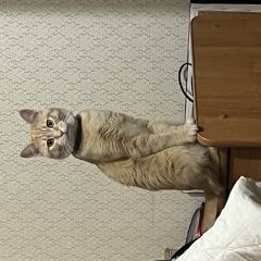 ����: ������� �����  ������� ������ ��� ����� ����� � �. ������