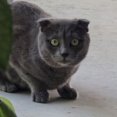 ����: ������� �����  ����������� ������ ��� �������� � �. ����������