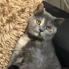����: ������� �����  ���������� ������� ����� � �. ���������