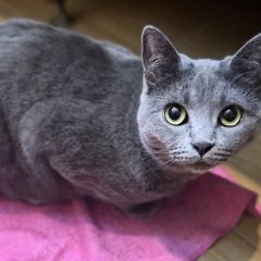 ����: ������� ����� ���������� ��������������� ����� �������� ����� ����� � �. �����