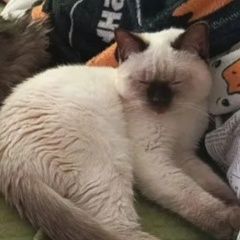 ����: ������� ����� ������� ������� ��� ��������-��-������ � �. ��������-��-������