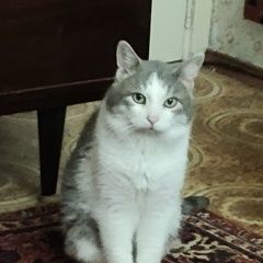 ����: ������� �����  ������������� ������ ��� � ������������.� � �. ������������