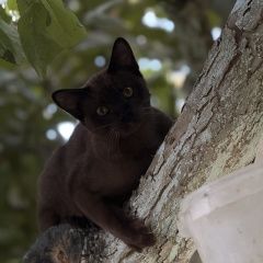 ����: ������� �����  ������������� ������� ����� ���� ������� �������...� � �. ������������