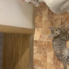 ����: ������� �����  �������� ����� �����-��������� � �. �����-���������