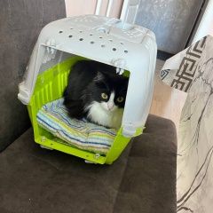 ����: ������� �����  �������� ����� ���������� �����-����� ����� ������� � �. �������