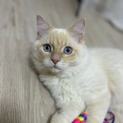 ����: ������� ����� ������� ����������� ������� ��� ������� � �. �������