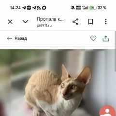 ����: ������� �����  ������-��������� ������ ��� ��������� ���������.� � �. �����-���������