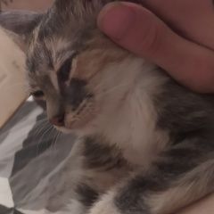 ����: ������� �����  �������� ����� ������-��-���� � �. ������-��-����