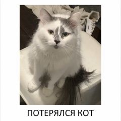 ����: ������� �����  ������� ��� ����������� ����� �����-��������� � �. �����-���������