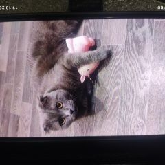 ����: ������� ����� ���������� ��������������� ����� ����� ������ ��� � �. ����