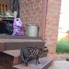 ����: ������� ����� ����������� ����� ����� ������� ����� ������ � �. ����