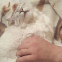 Подробнее об объявлении «Воронеж Пропал кот.» Фото: пропала кошка  «Воронеж Пропал кот.» в г. Воронеж