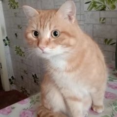 Подробнее об объявлении «Кетово Пропал кот рыжий» Фото: пропала кошка  «Кетово Пропал кот рыжий» в г. Кетово