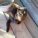 Подробнее об объявлении «Иваново Пропала кошка котик» Фото: пропала кошка  «Иваново Пропала кошка котик» в г. Иваново