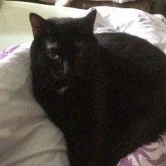 Подробнее об объявлении «Калининград (Кенигсберг) Пропала кошка» Фото: пропала кошка Бенгальская кошка «Калининград (Кенигсберг) Пропала кошка» в г. Калининград (Кенигсберг)