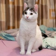 Подробнее об объявлении «Пропал кот белый кот Санкт-Петербург» Фото: пропала кошка  «Пропал кот белый кот Санкт-Петербург» в г. Санкт-Петербург