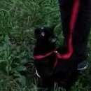 Подробнее об объявлении «Ангарск Пропала кошка» Фото: пропала кошка  «Ангарск Пропала кошка» в г. Ангарск