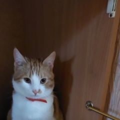 Подробнее об объявлении «Пропал кот Тирасполь» Фото: пропала кошка  «Пропал кот Тирасполь» в г. Тирасполь