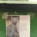 Подробнее об объявлении «Пропал кот Немчиновка» Фото: пропала кошка Русская голубая «Пропал кот Немчиновка» в г. Немчиновка