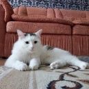 Подробнее об объявлении «Казань Пропала кошка» Фото: пропала кошка  «Казань Пропала кошка» в г. Казань
