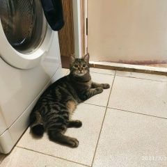 Подробнее об объявлении «Пропал кот Железнодорожный (Московск.)» Фото: пропала кошка  «Пропал кот Железнодорожный (Московск.)» в г. Железнодорожный (Московск.)