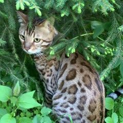 Подробнее об объявлении «Истра Пропал кот бенгал» Фото: пропала кошка Бенгальская кошка «Истра Пропал кот бенгал» в г. Истра