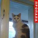 Подробнее об объявлении «Пропала кошка Кубинка» Фото: пропала кошка  «Пропала кошка Кубинка» в г. Кубинка