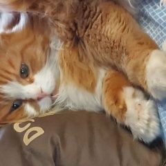 Подробнее об объявлении «Пропал кот рыжий кот. Новосибирск» Фото: пропала кошка  «Пропал кот рыжий кот. Новосибирск» в г. Новосибирск