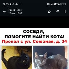 Подробнее об объявлении «Пропал кот черный молодой котик Одинцово» Фото: пропала кошка  «Пропал кот черный молодой котик Одинцово» в г. Одинцово