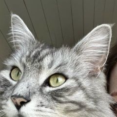 Подробнее об объявлении «Обнинск Пропал кот дроздово, снт энергия 9 линия» Фото: пропала кошка  «Обнинск Пропал кот дроздово, снт энергия 9 линия» в г. Обнинск