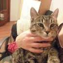 Подробнее об объявлении «Пропала кошка Воскресенск» Фото: пропала кошка  «Пропала кошка Воскресенск» в г. Воскресенск