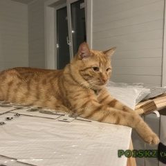 Подробнее об объявлении «Пропал кот рыжий кот Москва» Фото: пропала кошка  «Пропал кот рыжий кот Москва» в г. Москва
