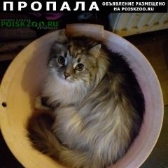 Подробнее об объявлении «Пропал кот Санкт-Петербург» Фото: пропала кошка Норвежская лесная «Пропал кот Санкт-Петербург» в г. Санкт-Петербург