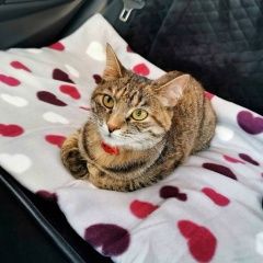 Подробнее об объявлении «Пропала кошка Туапсе» Фото: пропала кошка  «Пропала кошка Туапсе» в г. Туапсе