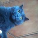Подробнее об объявлении «Пропал кот Троицк» Фото: пропала кошка Британская короткошерстная «Пропал кот Троицк» в г. Троицк