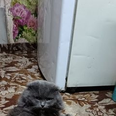 Подробнее об объявлении «Пропал кот Новокузнецк» Фото: пропала кошка Персидская кошка «Пропал кот Новокузнецк» в г. Новокузнецк