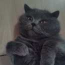Подробнее об объявлении «Мытищи Пропал кот» Фото: пропала кошка Британская короткошерстная «Мытищи Пропал кот» в г. Мытищи
