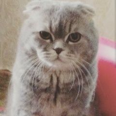 Подробнее об объявлении «Белгород Пропал кот наш любимый муфлик» Фото: пропала кошка Британская короткошерстная «Белгород Пропал кот наш любимый муфлик» в г. Белгород