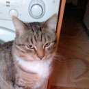 Подробнее об объявлении «Пропал кот Пермь» Фото: пропала кошка  «Пропал кот Пермь» в г. Пермь