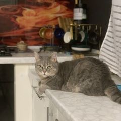 Подробнее об объявлении «Пропала кошка бася Тбилиси» Фото: пропала кошка  «Пропала кошка бася Тбилиси» в г. Тбилиси