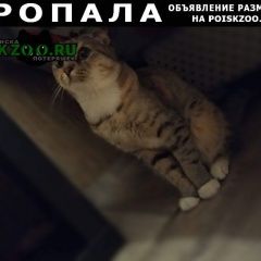 Подробнее об объявлении «Пропала кошка. Новороссийск» Фото: пропала кошка  «Пропала кошка. Новороссийск» в г. Новороссийск