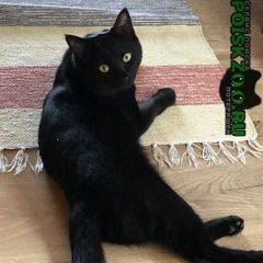 Подробнее об объявлении «Лобня Пропал кот» Фото: пропала кошка  «Лобня Пропал кот» в г. Лобня