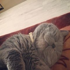 Подробнее об объявлении «Пропал кот шотландец Новочеркасск» Фото: пропала кошка Шотландская вислоухая «Пропал кот шотландец Новочеркасск» в г. Новочеркасск